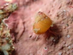 Cantharidus dilatatus