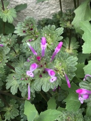 Lamium amplexicaule