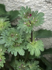Lamium amplexicaule