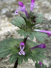 Lamium amplexicaule