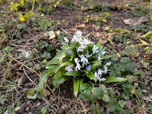 Scilla mischtschenkoana