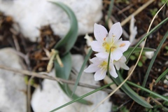 Colchicum hungaricum