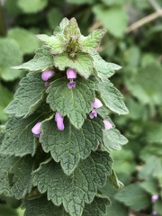 Lamium purpureum
