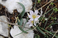 Colchicum hungaricum