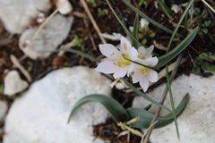 Colchicum hungaricum
