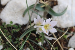 Colchicum hungaricum