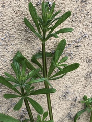 Galium aparine