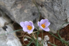 Crocus