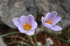 Crocus