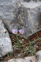 Crocus