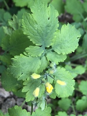 Chelidonium majus