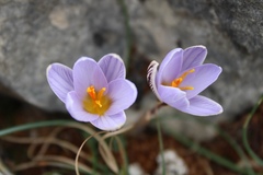 Crocus
