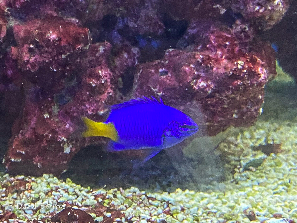 Goldtail Demoiselle