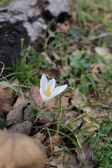 Crocus