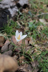 Crocus