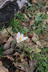Crocus