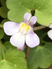 Cymbalaria muralis