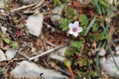 Potentilla micrantha