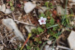 Potentilla micrantha