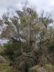Eucalyptus amygdalina