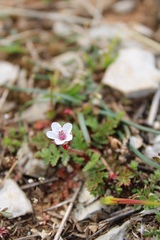 Potentilla micrantha