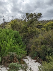 Eucalyptus amygdalina