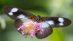 Pseudacraea eurytus eurytus