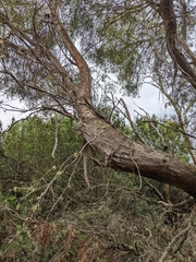 Eucalyptus amygdalina