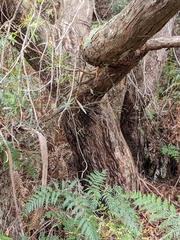 Eucalyptus amygdalina