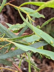 Eucalyptus amygdalina
