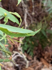Eucalyptus amygdalina