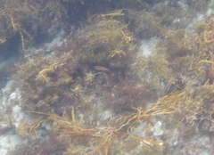 Pseudolabrus biserialis