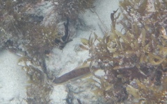 Pseudolabrus biserialis