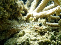 Fusigobius neophytus