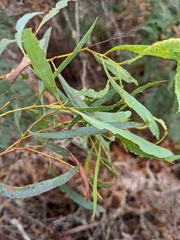 Eucalyptus amygdalina
