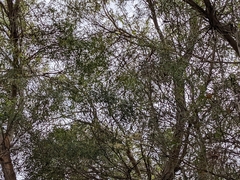 Eucalyptus amygdalina