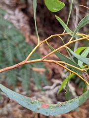 Eucalyptus amygdalina