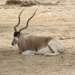 Addax nasomaculatus