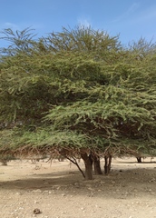 Vachellia tortilis raddiana