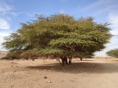 Vachellia tortilis raddiana