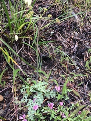 Lomatium howellii