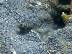 Cryptocentrus strigilliceps