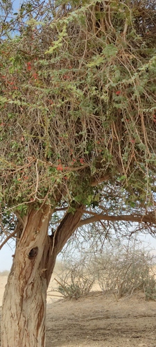 Plicosepalus acaciae