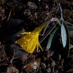 Narcissus obesus