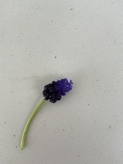 Muscari commutatum