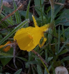 Narcissus obesus