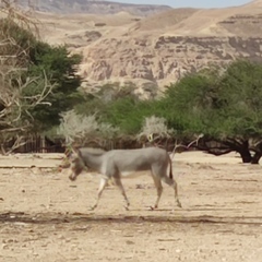 Equus africanus somaliensis