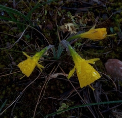 Narcissus obesus