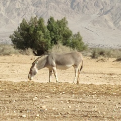 Equus africanus somaliensis
