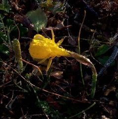 Narcissus obesus